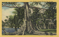 Florida's Unusual Moreton Bay Fig Tree F. E. C. News Co. Linen Postcard Vintage picture