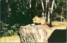 Postcard MN Greetings from Cohasset Minnesota - Chipmunk eating nuts on stump picture
