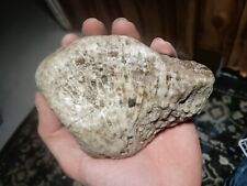Beautiful hand polished Petoskey Stone (Michigan Fossil)  Rare picture