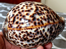 Incredible GIGANTIC Cypraea Tigris schilderiana 117mm RARE BEAUTY from Hawaii picture