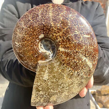3.7LB Rare Natural Tentacle Ammonite FossilSpecimen Shell Healing Madagascar picture