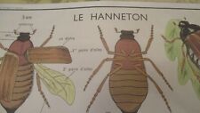 Vintage French Educational Anatomy Poster Insects Spiders, Beetles. Double Sided picture