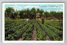 Sanford FL-Florida, Growing Celery, Antique, Vintage Souvenir Postcard picture