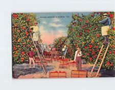 Postcard Picking Oranges in Florida USA picture