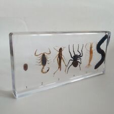 Transparent Resin Arthropods Centipede Shrimp Locust Scorpion Embedded Model picture