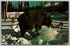 Annabelle Indian Elephant Alaska Zoo Anchorage Alaska Ak Postcard picture