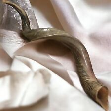 Yemenite Kudu Horn Jewish Shofar Half Polished Natural 40