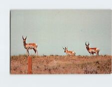Postcard The Swift American Pronghorn picture