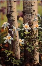 Colorado Columbines Aspens State Flower CO Linen Forest UNP Vintage Postcard picture