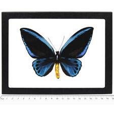 Ornithoptera urvillianus blue butterfly picture
