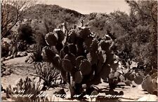 RPPC Postcard- Prickly Pear  Cactus In Bloom - Arizona Postcard picture