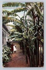 Los Angeles CA-California, Banana Plants, Antique, Vintage Souvenir Postcard picture