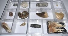 Labeled 12 REAL Fossil Lot Collection DINOSAUR, ICE AGE, MOSASAUR, SHARK TOOTH picture