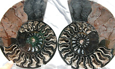 Large Black Ammonite Cut Split Pair XXXXLARGE 8.1