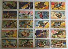 1910 T42 American Tobacco Bird Series Complete 100 Card Set 1-100 picture