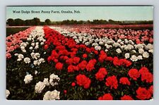 Omaha NE-Nebraska, West Dodge Street Peony Farm, Vintage Postcard picture