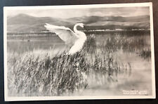 Trumpeter Swan Montana RPPC 1951 Army-Air Force Postal Service APO Roahen picture