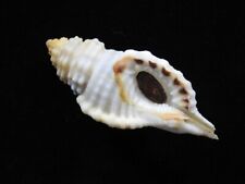 Sea shell Cymatium corrugatum 82.9mm ID#7101 picture