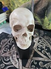 Resin skull with stand picture