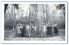 c1940 Big Tree Oldest Cypress Sanford Orlando Florida Vintage Antique Postcard picture