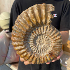 5.4lb Natural Beautiful Ammonite Fossil Conch Crystal Specimen Healing picture