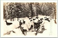 19430-50s RPPC Real Woodland Snow Scene A Large Deer Herd Idaho Photo Postcard picture