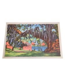 Postcard Spanish Moss Middleton Gardens Charleston South Carolina Linen Unposted picture