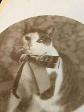 Wonderful 1890s Cabinet Photo Cat Wearing Bow Antique 1800s Pet Portrait Rare picture