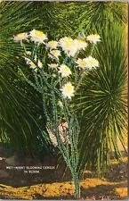 Night Blooming Cereus In Bloom, Plants, Vintage Postcard picture
