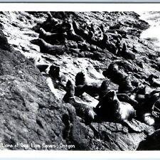 c1940s Oregon Coast Highway RPPC Sea Lions Caves Seal Rock Photo Sawyers A164 picture