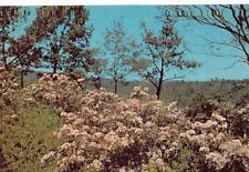 Pennsylvania State Flower The Mountain Laurel Vtg Postcard CP313 picture