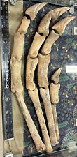 Complete Spinosaurus Foot Claw With Associated Digits picture