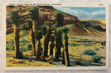 CA- California, Joshua Cactus Trees In Red Rock Canyon, Vintage 1937 Postcard picture