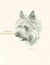 #77 CAIRN TERRIER portrait  dog art print * Pen and ink drawing * Jan Jellins picture