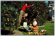Florida FL - Picking Oranges - Backyard Orange Grove - Vintage Postcard picture