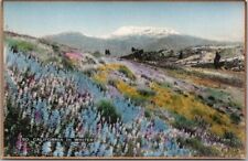 California Hand-Colored RPPC Postcard SO. CAL IN WINTER Wildflowers / Photo 1601 picture