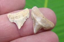 ANGUSTIDENS Shark Tooth - TWO NEWBORN -  SUMMERVILLE LAND SITE  - MEGALODON ERA picture