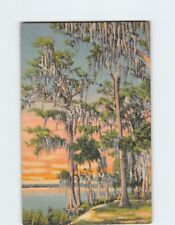Postcard Cypress Trees Covered with Moss Dixieland USA picture
