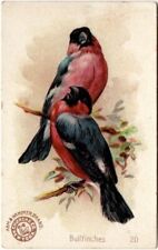 Bullfinches, #20 Beautiful Birds, J2 - Arm & Hammer Soda New Series picture