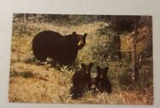 Black Bear And Cubs   Vintage color post card Scenic Art picture