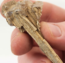 Agatized Petrified Wood Piece - Oregon - Miocene (?) - Fossil picture