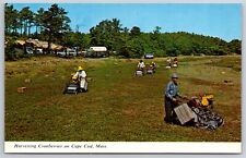 Postcard Cape Cod Harvesting Cranberries Massachusetts Ma On Field Vintage picture