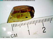VERY RARE Ethiopian Amber Fossil Nugget EA1 0.91g picture