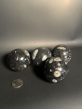Orthoceras Spheres picture