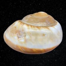 Vintage Natica Natural White Brown Seashell Decor 3.5” picture
