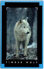 Postcard - Timber Wolf picture