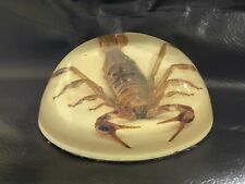 Large Scorpion Paperweight - Taxedermy - Lucite Dome 4