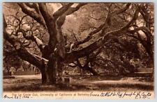 1906 UNIVERSITY OF CALIFORNIA CA AT BERKELEY Le CONTE OAK TREE ANTIQUE POSTCARD picture