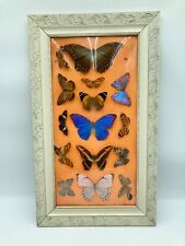 Vtg Framed Butterfly Collection Under Convex Glass Signed picture