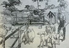 1901 Raising Angora Goats in America illustrated picture